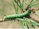 chenilles de Sphinx du pin au stade "rayures" (clich&eacute; 3)