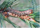 chenille brune de Sphinx du pin (en d&eacute;but de dernier stade)