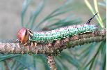 chenille verte de Sphinx du pin (en d&eacute;but de dernier stade)