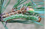 chenille verte de Sphinx du pin (en d&eacute;but de dernier stade)