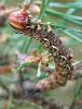 chenille brune de Sphinx du pin (en d&eacute;but de dernier stade)