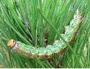 chenille mature de sphinx du pin (forme verte)