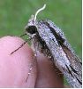 Sphinx du pin (Hyloicus pinastri) profil en gros plan