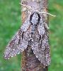 Sphinx du pin (Hyloicus pinastri) photo 1