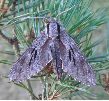 Sphinx du pin (Hyloicus pinastri) photo 2