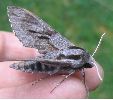 Sphinx du pin (Hyloicus pinastri) photo 4