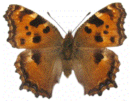 Nymphalis polychloros (&eacute;tal&eacute;)