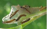chenilles de Grande tortue (Nymphalis polychloros), au premier stade larvaire (photo 1)