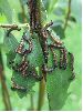 chenilles de Grande tortue (Nymphalis polychloros)  polychloros), au premier stade larvaire (photo 4)