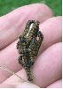 chenilles de Grande tortue (N. polychloros) au 2e stade (photo 1) 