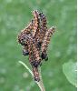 chenilles de Grande tortue (N. polychloros) au 2e stade (photo 2) 