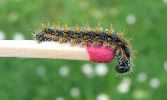 chenille de Grande tortue (N. polychloros)