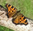 Grande tortue (Nymphalis polychloros) in natura (photo 1)