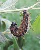 chenille de Grande tortue (N. polychloros) en pré-nymphose (photo 1)