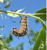 chenille de Grande tortue (N. polychloros) en pré-nymphose (photo 3)
