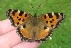 Grande tortue (Nymphalis polychloros) en main (photo 1)
