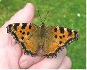 Grande tortue (Nymphalis polychloros) en main (photo 3)