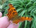 C-blanc ou Gamma (Polygonia C-album),  adulte en main, photo 1.