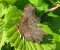 C-blanc ou Gamma (Polygonia C-album), adulte au soleil, photo 3.