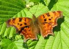 C-blanc ou Gamma (Polygonia C-album),  adulte au soleil, photo 1.