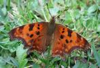 C-blanc ou Gamma (Polygonia C-album),  adulte au soleil, photo 2.