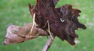 C-blanc ou Gamma (Polygonia C-album), le "diable" des ailes postérieures.