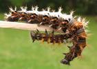 C-blanc ou Gamma (Polygonia C-album), chenilles stade 4, duo comparatif, photo 1.