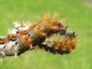 C-blanc ou Gamma (Polygonia C-album), chenilles stade 4, duo comparatif, photo 3.