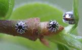 C-blanc ou Gamma (Polygonia C-album), oeufs prêts à éclore, photo  3.