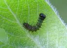 C-blanc ou Gamma (Polygonia C-album), chenille en début de stade 1, photo 1.