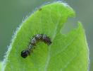 C-blanc ou Gamma (Polygonia C-album), chenille en fin de stade 1, photo 1.