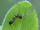 C-blanc ou Gamma (Polygonia C-album), chenille en fin de stade 1, photo 1.