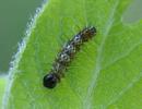 C-blanc ou Gamma (Polygonia C-album), chenille en fin de stade 1, photo 2