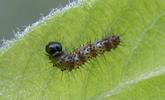 C-blanc ou Gamma (Polygonia C-album), chenille en fin de stade 1, photo 3