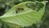 C-blanc ou Gamma (Polygonia C-album), chenille en fin de stade 1, photo 4