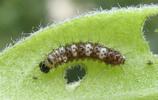 C-blanc ou Gamma (Polygonia C-album), chenille en fin de stade 1, photo 5.