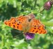 C-blanc ou Gamma (Polygonia C-album), adulte sur le vif, photo 5