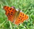 C-blanc ou Gamma (Polygonia C-album), adulte sur le vif, photo 2.