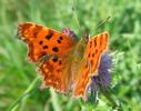 C-blanc ou Gamma (Polygonia C-album), adulte sur le vif, photo 3.