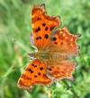 C-blanc ou Gamma (Polygonia C-album), adulte sur le vif, photo 4