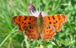 C-blanc ou Gamma (Polygonia C-album), adulte sur le vif, photo 1.