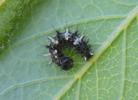 C-blanc ou Gamma (Polygonia C-album), chenille en début de stade 2, photo 1.