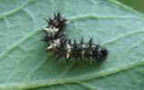 C-blanc ou Gamma (Polygonia C-album), chenille en début de stade 2, photo 2.