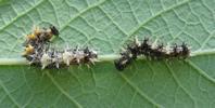 C-blanc ou Gamma (Polygonia C-album), chenilles en début et  fin de stade 2, photo 1.