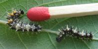 C-blanc ou Gamma (Polygonia C-album), chenilles en début et fin de stade 2, photo 2.