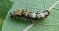 C-blanc ou Gamma (Polygonia C-album), chenille en fin de stade 2, photo 2.