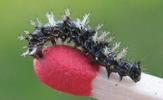 C-blanc ou Gamma (Polygonia C-album), chenille en début de stade 2, photo 5.