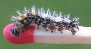 C-blanc ou Gamma (Polygonia C-album), chenille en fin de stade 2, photo 4.