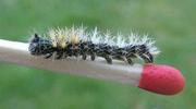 C-blanc ou Gamma (Polygonia C-album), chenille au stade 3, photo 1.