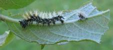 C-blanc ou Gamma (Polygonia C-album), chenille au stade 3, photo 5.